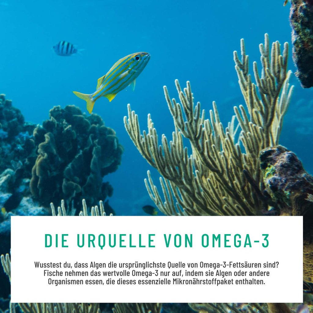 algenkraft omega 3 algenöl dha epa Moodbild