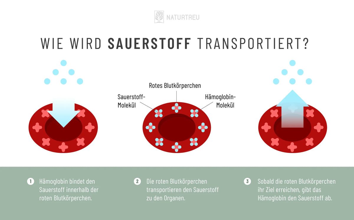 B12 ist an der Bildung von roten Blutkörperchen beteiligt