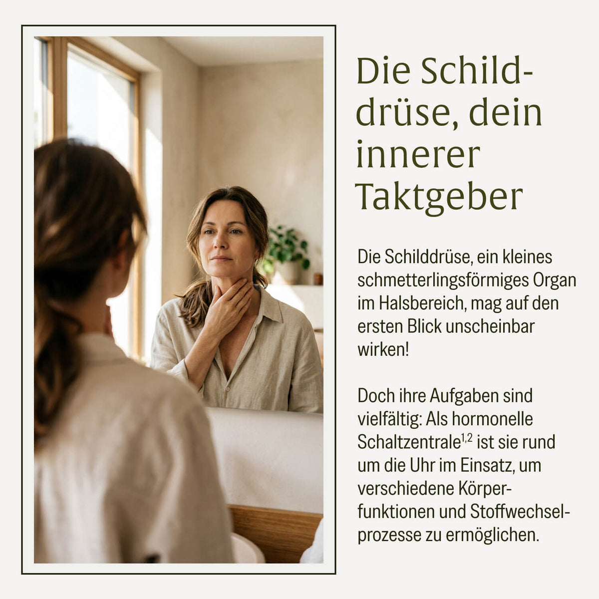 Druesenschild Kelp Komplex Innerer Taktgeber
