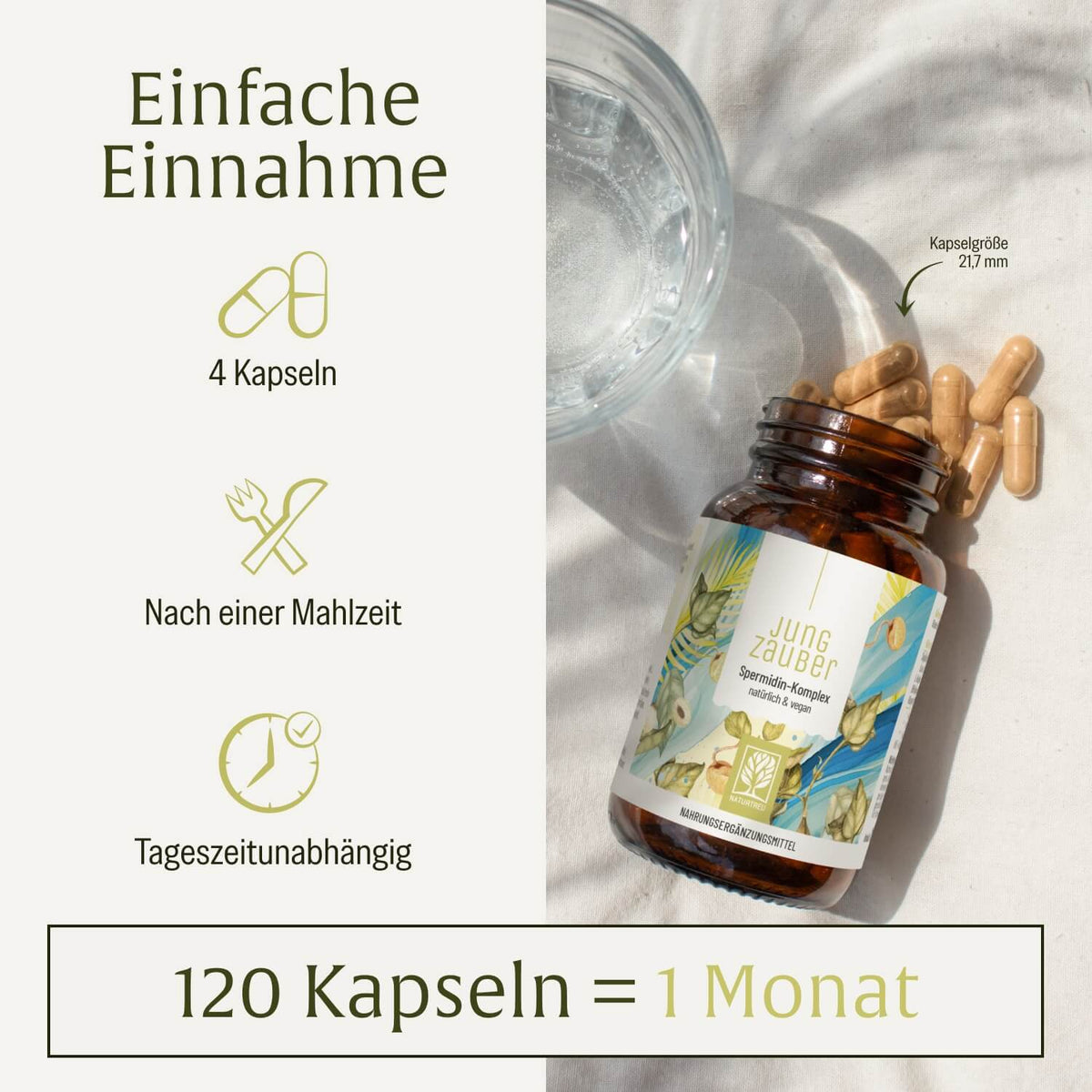 Jungzauber: Spermidin-Komplex