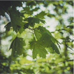 Der Wald