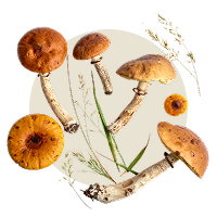 5 g Pilze & Gräser