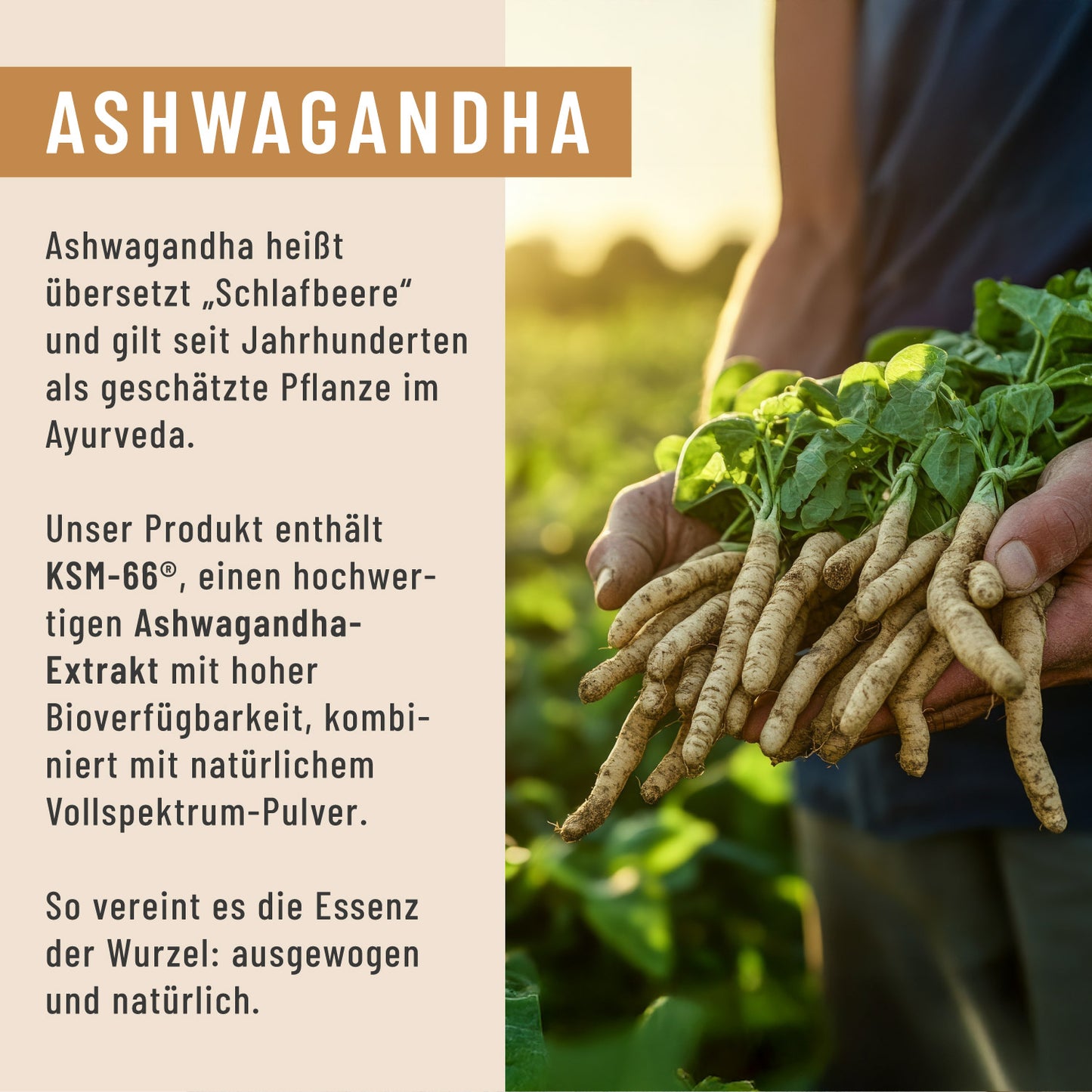 Ruhewurzel Ashwagandha mit KSM 66 Onlineshop Ashwagandha