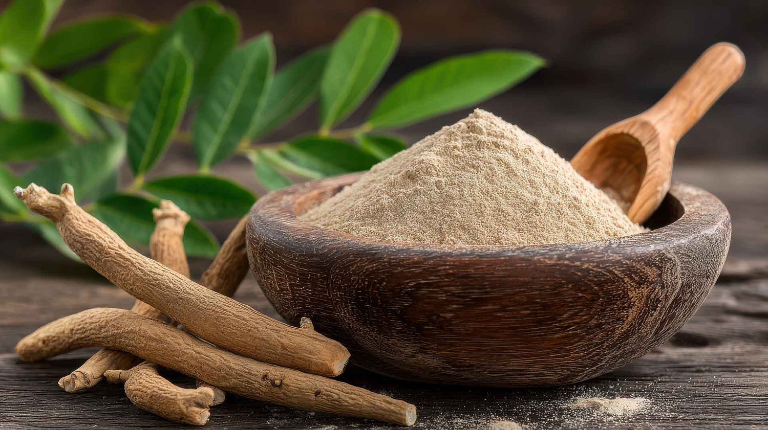 Die „Schlafbeere“ – Was steckt hinter Ashwagandha?