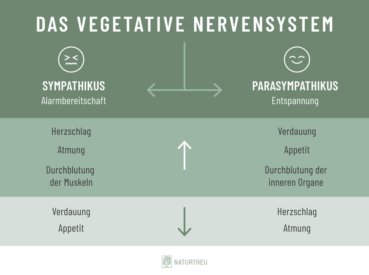 Vegetatives-Nervensystem