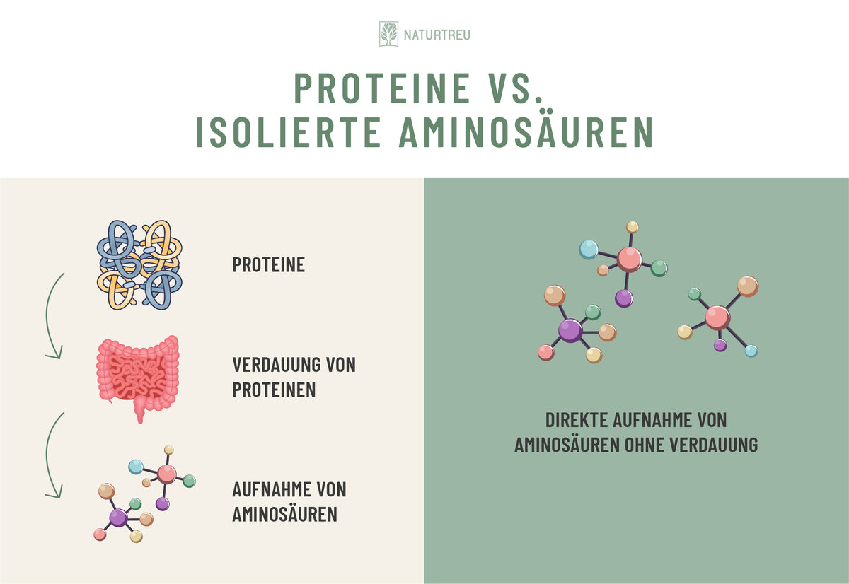Man sieht eine Darstellung über die Verwertung von Proteinen vs. isolierten Aminosäuren 