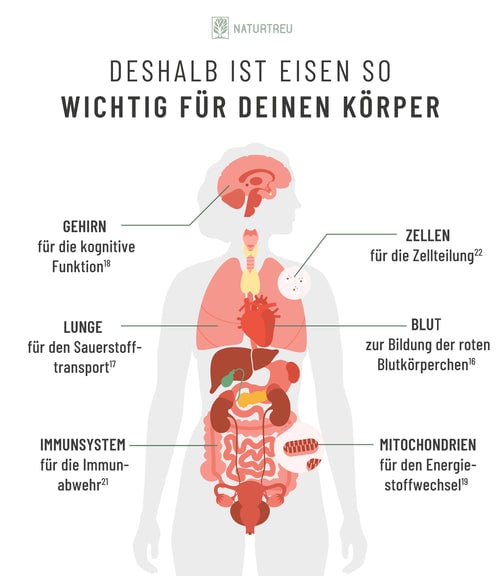 Als lebenswichtiges Spurenelement ist Eisen an vielen Prozessen beteiligt. Grafik: Funktionen von Eisen