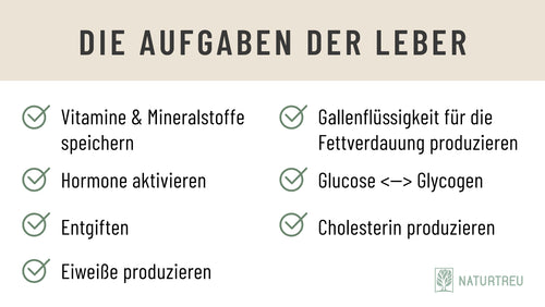 Die Leber ist an verschiedenen Stoffwechselprozessen beteiligt Überblick über die Aufgaben und Funktion der Leber